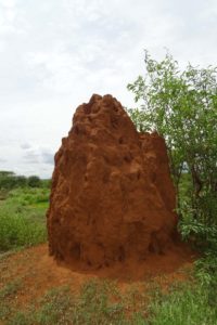 termite mounts can be huge in Tsavo West NP