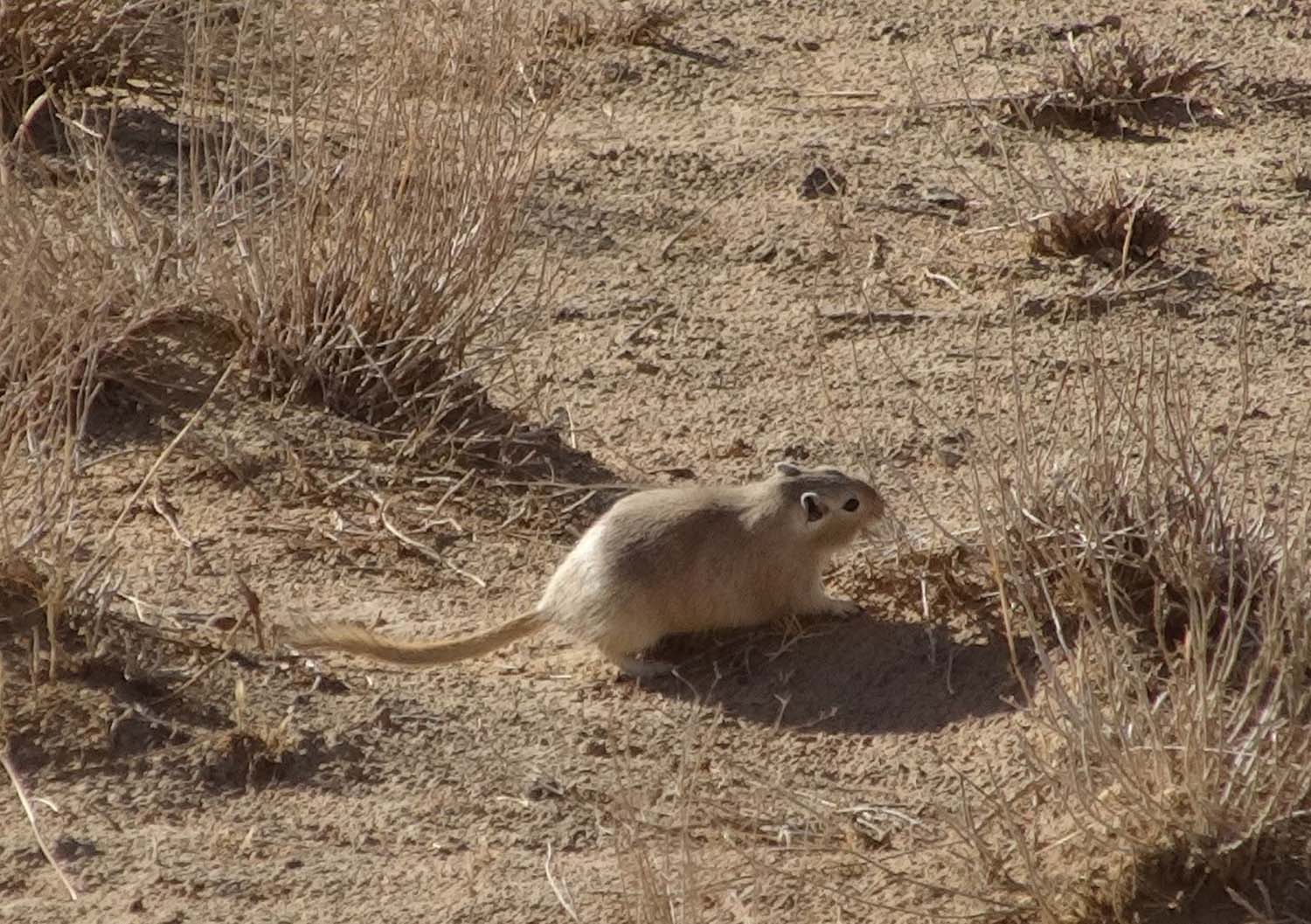 one of many ground squirrels in the desert