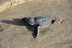 this baby turtle feels water for the very first time!