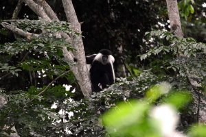 an Angola black and white colobus monkey calling the alarm for the intruders (us)