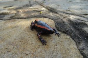 Jude rescues about 20 frogs from the swimming pool, including this beautiful rubber banded frog who can catch prey up to 200 degrees with his tongue (which means slightly backwards!), walks instead of hops and sings like a bird.