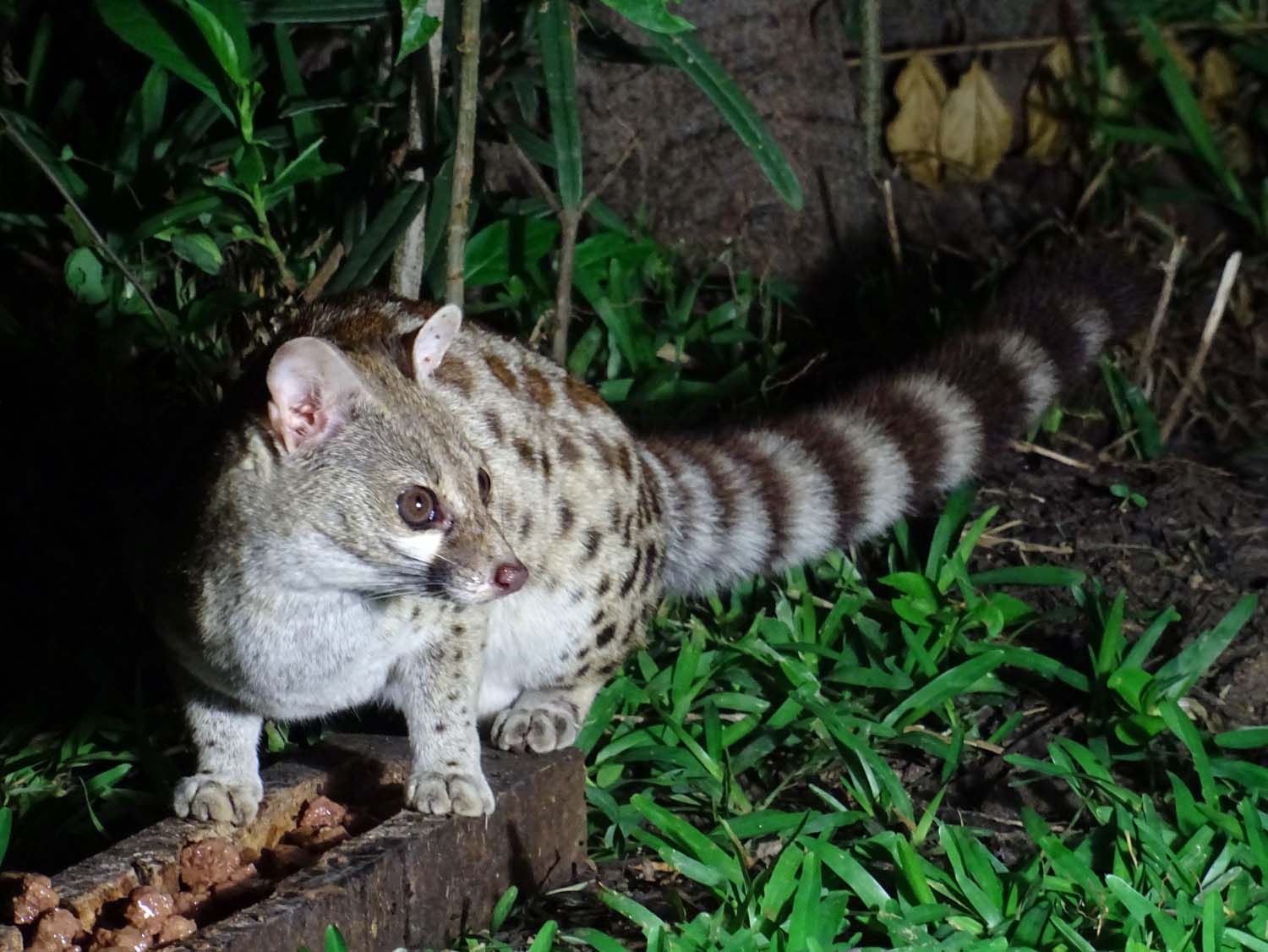 a genet comes for a visit (and eat some of the Whiskas put out for him)