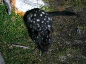 a very cute eastern quoll comes to investigate our campsite