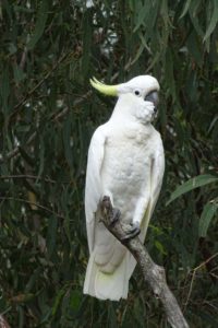 a beautiful cockatoo in Marjolein and Mel's garden the next morning during breakfast