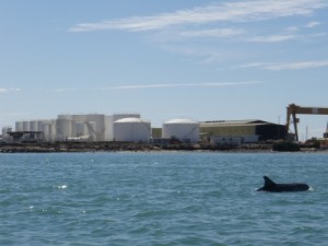 dolphins in the waters around Garden Island