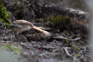 We did disturb a nightjar which was the first time we ever saw one in daylight. Apart from good pictures, we know finally also know which nightjar we have seen, a square-tailed nightjar.