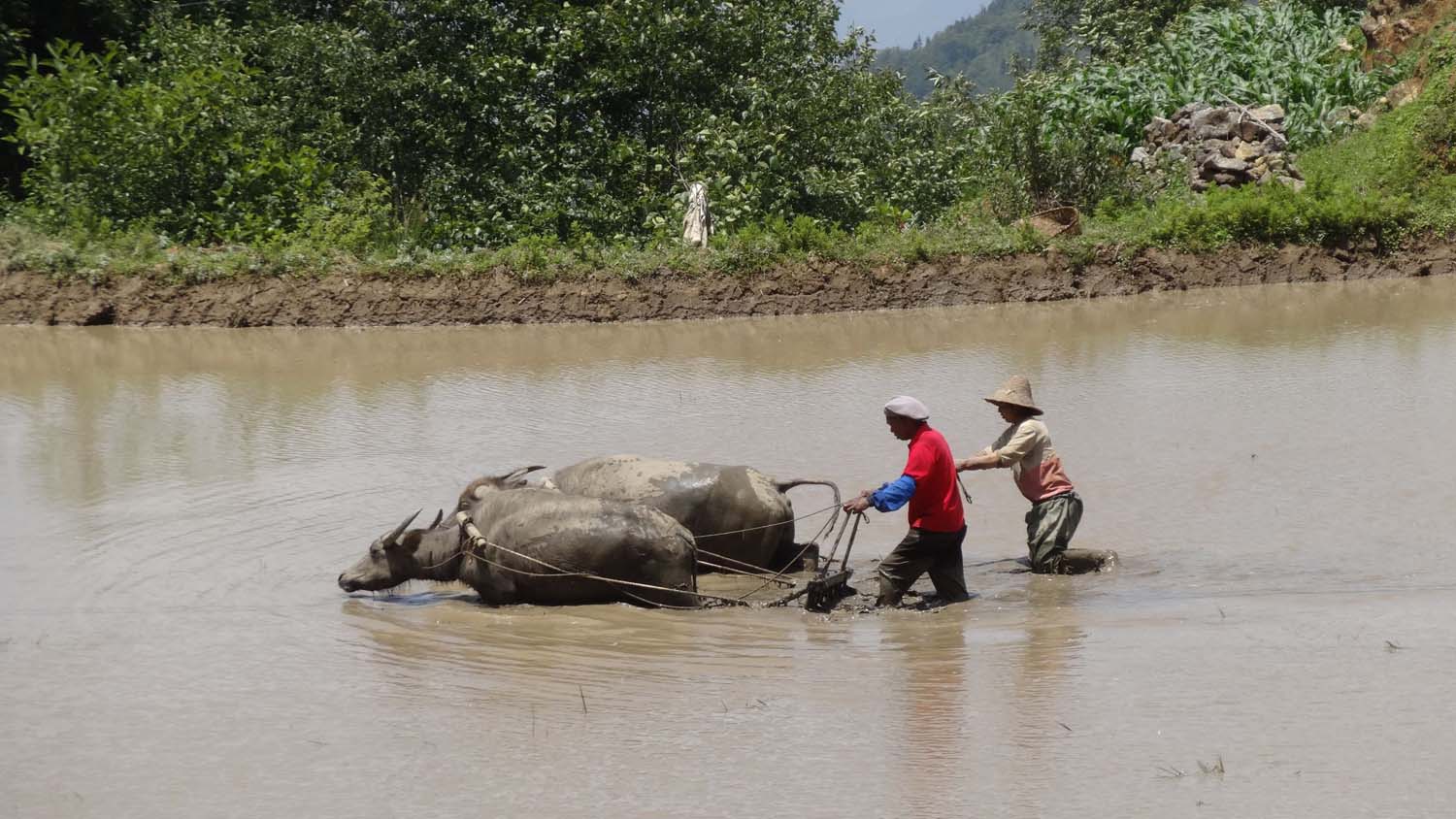 plowing is still done with the help of water buffaloes