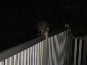 Polly on her nightly crossing of our deck